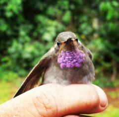 Lampornis amethystinus