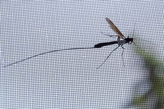 Megarhyssa atrata