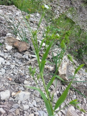 Thesium divaricatum