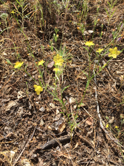 Hesperolinon breweri