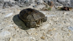 Malaclemys terrapin