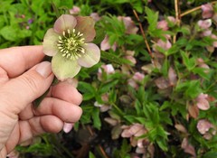 Helleborus orientalis