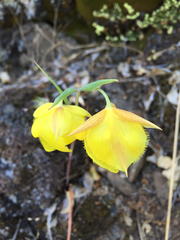 Calochortus pulchellus