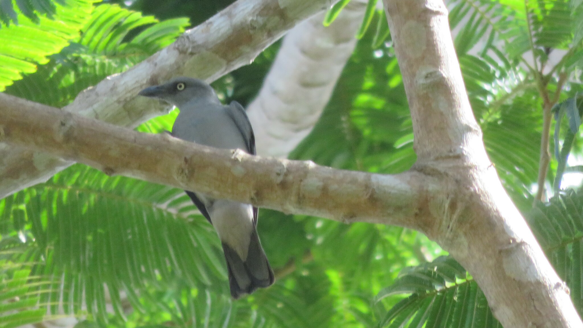 Bar-bellied Cuckooshrike (Coracina striata), photo 4