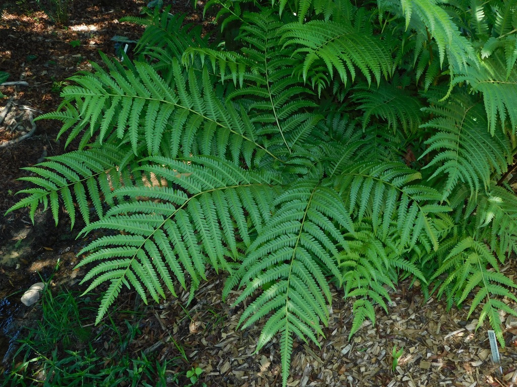 Pteris wallichiana (Pteris wallichiana)