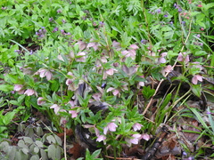 Helleborus orientalis