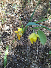 Calochortus pulchellus