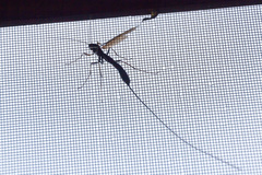Megarhyssa atrata