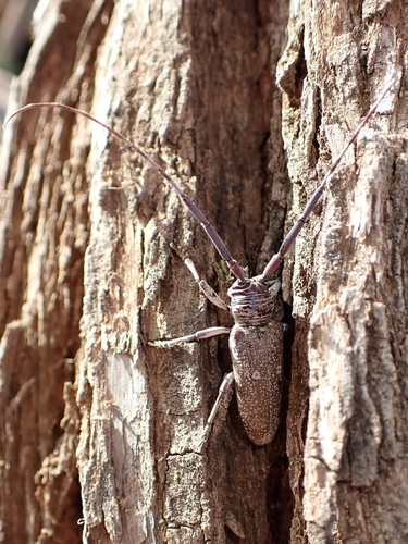Prosopocera marmorata