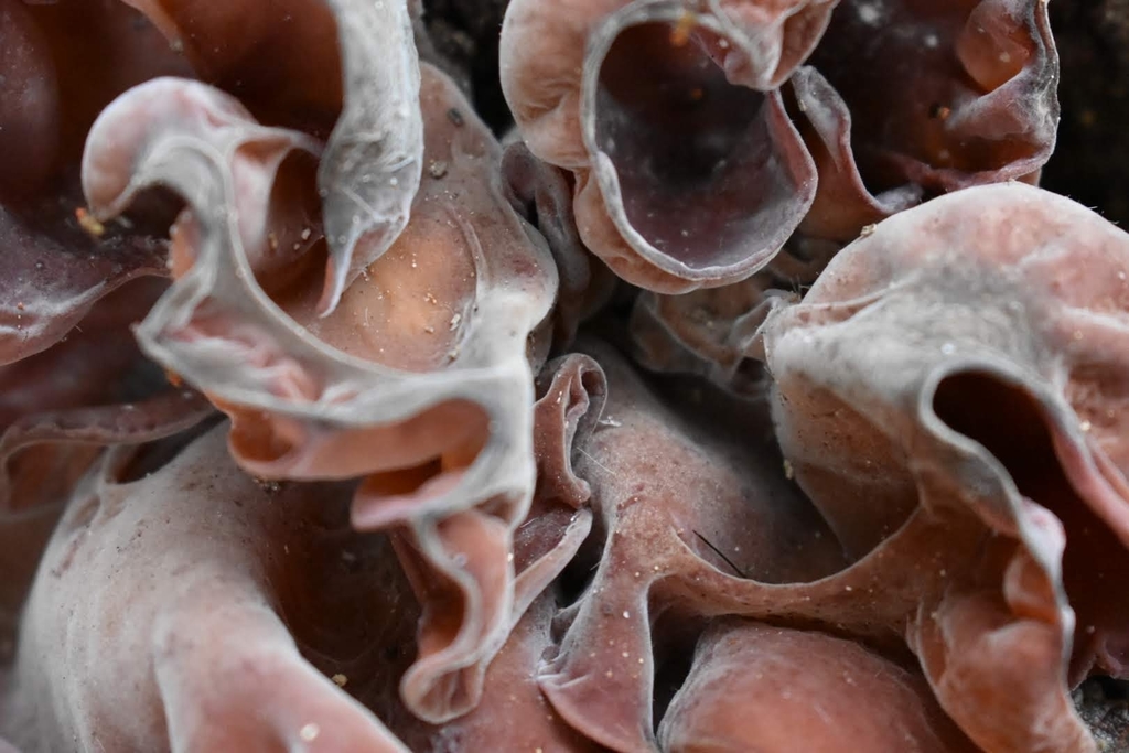 Auricularia fuscosuccinea · February 2019 · photo: © martnjosferreyra (iNaturalist, cc-by)
