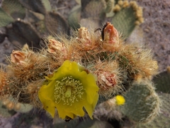 Opuntia huajuapensis
