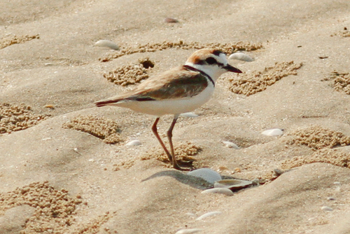 Anarhynchus peronii