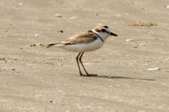Charadrius peronii