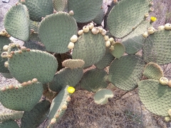 Opuntia huajuapensis