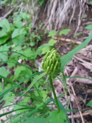 Phyteuma ovatum pseudospicatum