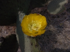Opuntia huajuapensis