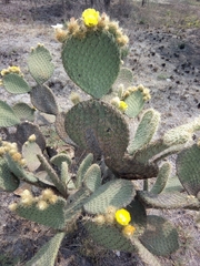 Opuntia huajuapensis