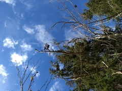 Fraxinus nigra image