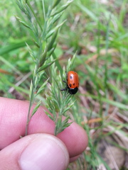 Cryptocephalus loreyi