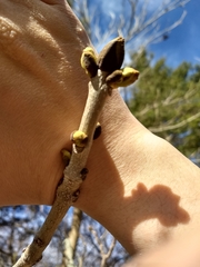 Fraxinus nigra image
