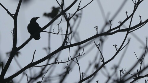 Palawan Crow (Corvus pusillus), photo 2