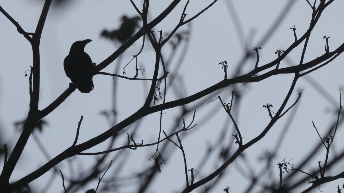 Palawan Crow (Corvus pusillus), photo 2