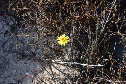 Image of Climbing Babooncabbage (Othonna perfoliata) by (c) Tony Rebelo, some rights reserved (CC BY-SA)