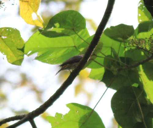 Rusty-tailed Flycatcher (Ficedula ruficauda), photo 8