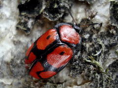 Ogdoecosta biannularis