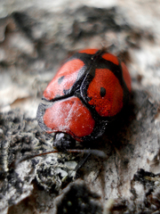 Ogdoecosta biannularis