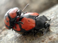 Ogdoecosta biannularis