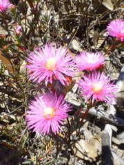 Lampranthus tenuifolius