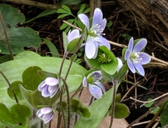 Hepatica americana