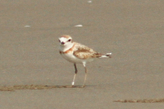Charadrius peronii