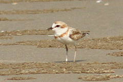 Charadrius peronii