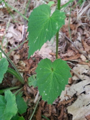 Phyteuma ovatum pseudospicatum