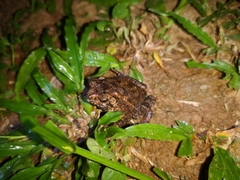 Ingerophrynus biporcatus