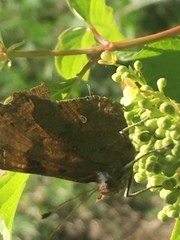 Polygonia c-album