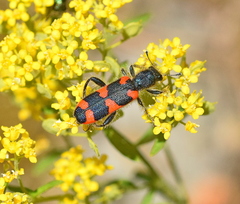 Trichodes punctatus