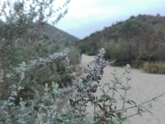 Condea