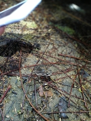 Rhinella humboldti
