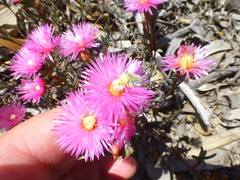 Lampranthus tenuifolius