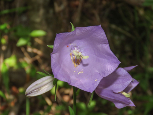 Campanula persicifolia