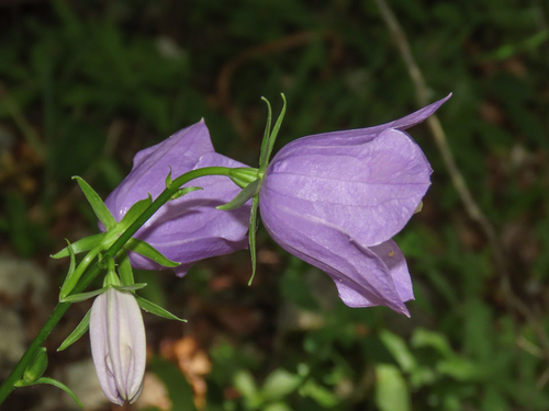 Campanula persicifolia