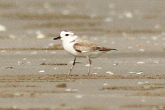 Charadrius dealbatus