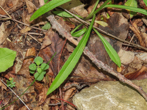 Campanula persicifolia