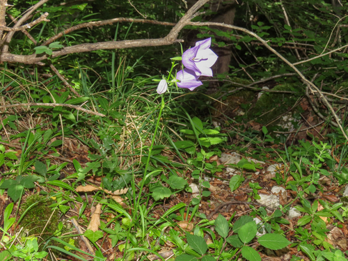 Campanula persicifolia