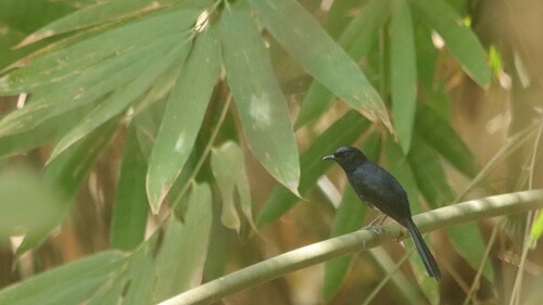 White-vented Shama (Copsychus niger), photo 4