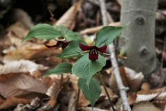 Trillium erectum erectum