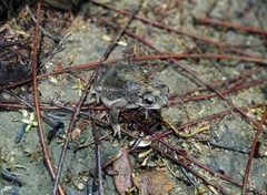 Rhinella humboldti